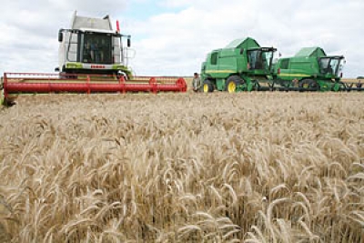 Более половины площадей зерновых убрано в Могилевской области