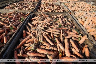 В Могилевской области планируется заложить в стабфонд почти 14,4 тыс. тонн плодоовощной продукции