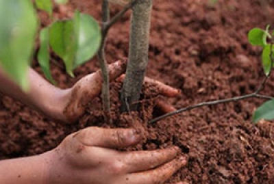 В Могилевской области увеличат план по высадке деревьев