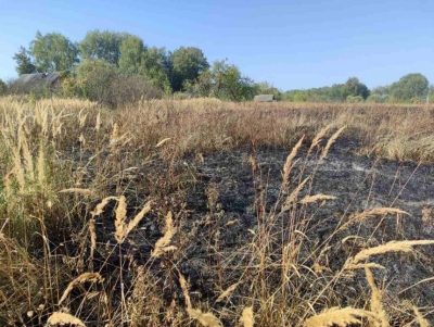 Выжигание сухой растительности в д. Безувичи Славгородского района