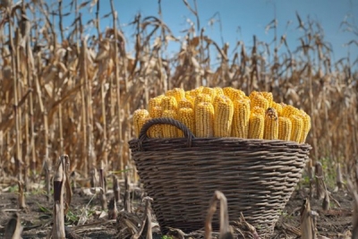 В Могилевской области подходит к завершению уборка кукурузы на зерно