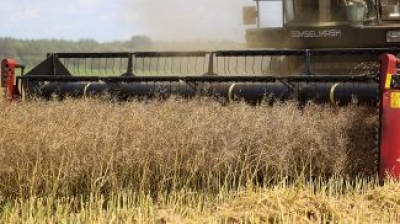 В Могилевской области убрано 70,1% площадей озимого ячменя