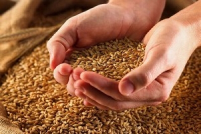 Аграрии Могилевской области намерены произвести не менее 1,3 млн т зерновых