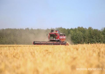 Урожай-2024. В Могилевской области намолочено 306,2 тыс. тонн зерновых и зернобобовых