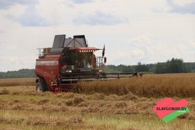 Аграрии ОАО «Привольный агро» Славгородского района убирают озимую сурепицу на зерно.