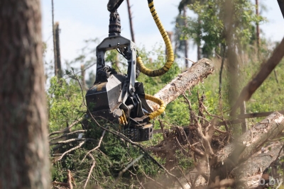 Лесхозы Могилевской области ведут разработку ветровалов