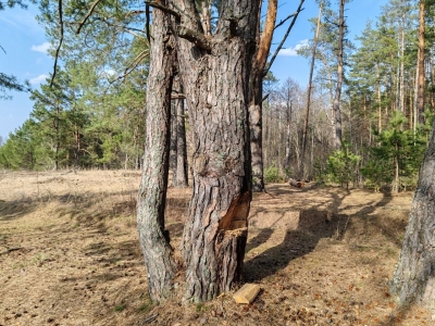 Цена лесного уюта: отдых с&nbsp;топором в&nbsp;руках