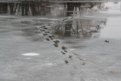 Выходить на тонкий лед опасно для жизни: как не допустить трагедии?