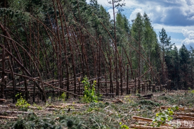 На Могилевщине выявлено свыше 2,2 тыс. гектаров леса, требующего проведения сплошных санрубок после буреломов