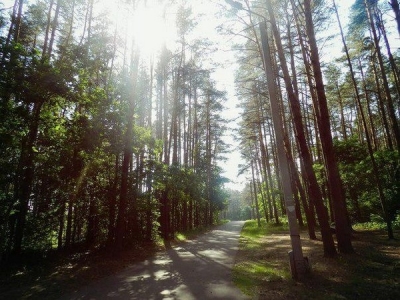 Жителей Могилевщины приглашают принять участие в акции «Чистый лес»