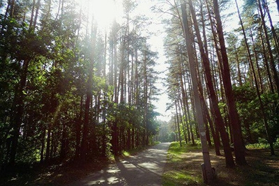 Жителей Могилевской области приглашают принять участие в акции «Чистый лес»